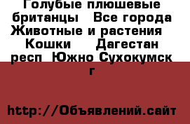 Голубые плюшевые британцы - Все города Животные и растения » Кошки   . Дагестан респ.,Южно-Сухокумск г.